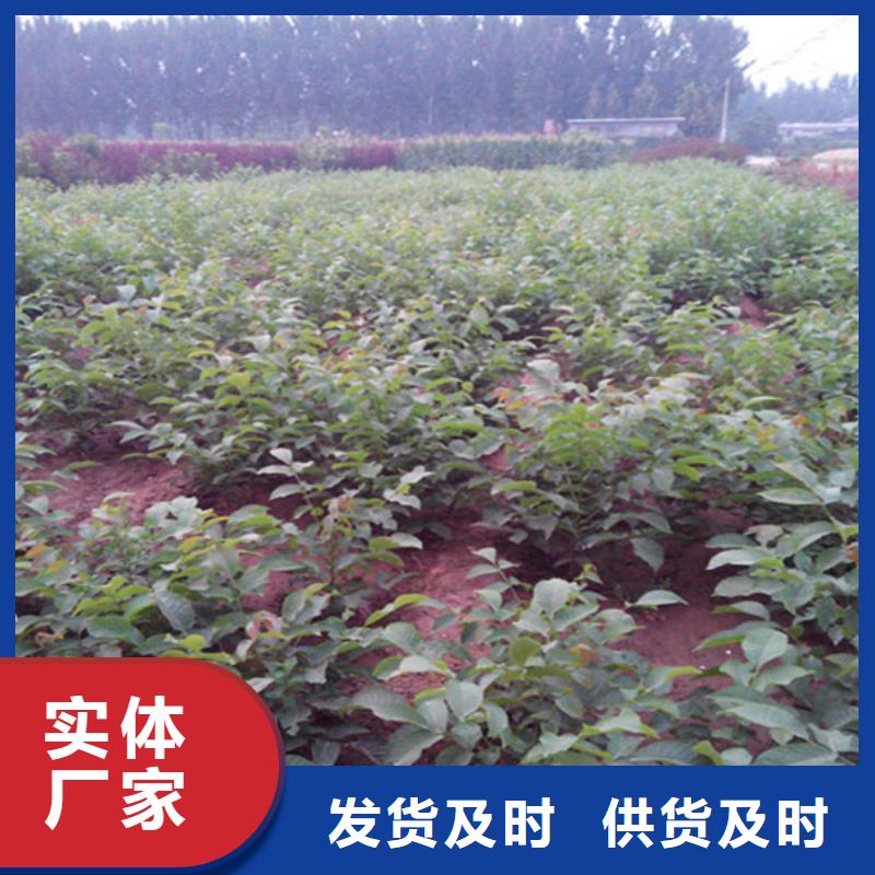 核桃苗黄桃树苗多种场景适用