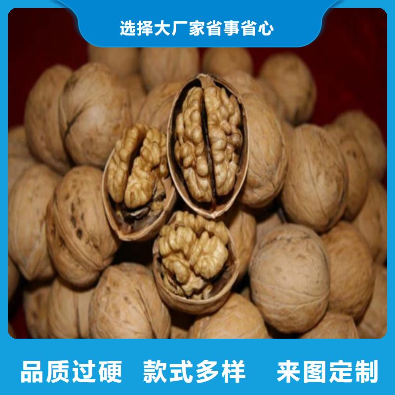 核桃苗-吉塞拉6号砧木厂家直销直供