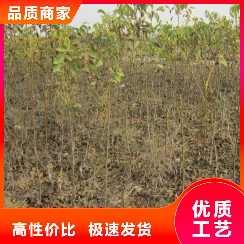核桃苗莫妮卡西梅树苗精益求精
