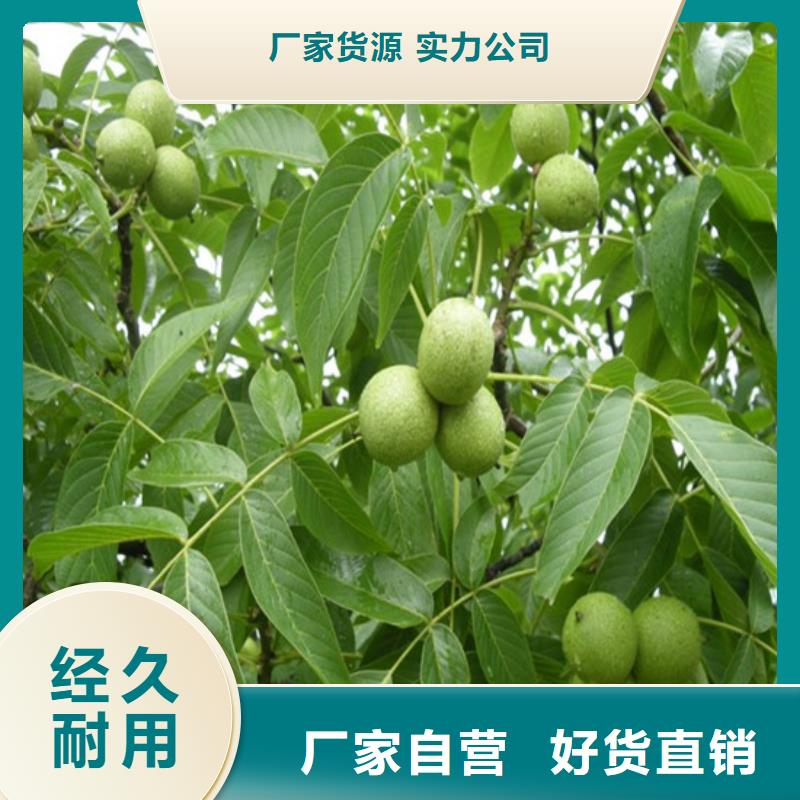 核桃苗徐香猕猴桃树苗省心又省钱