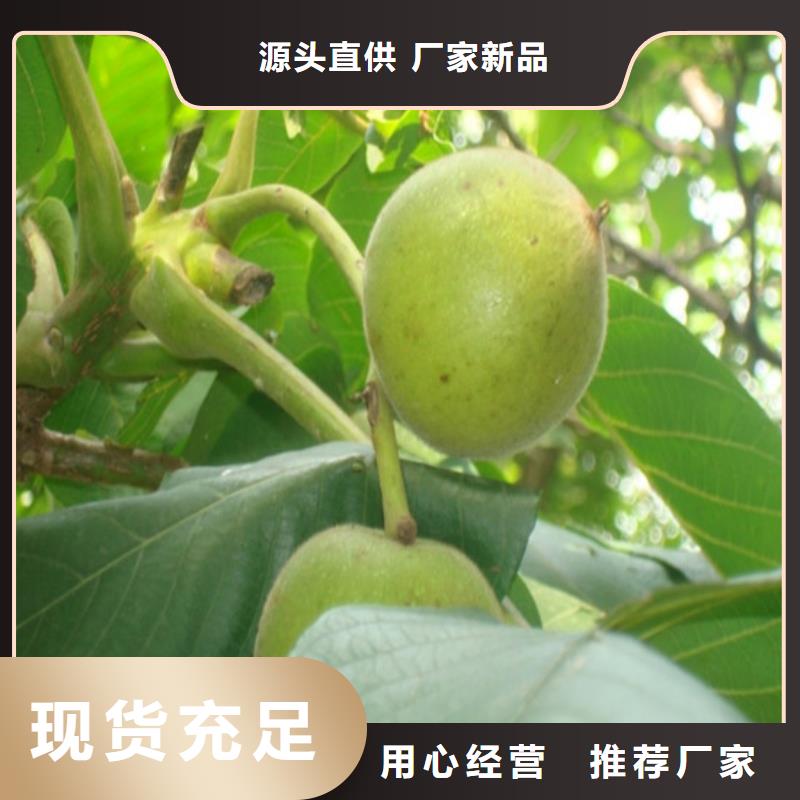核桃苗草莓苗价格优选厂家