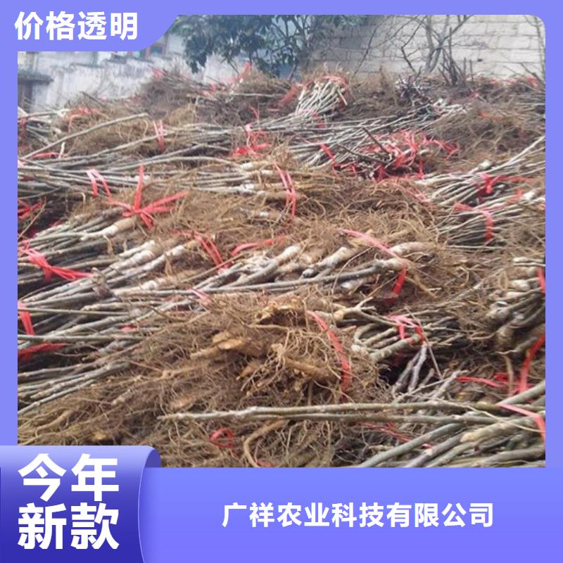 核桃苗樱桃苗用心细节