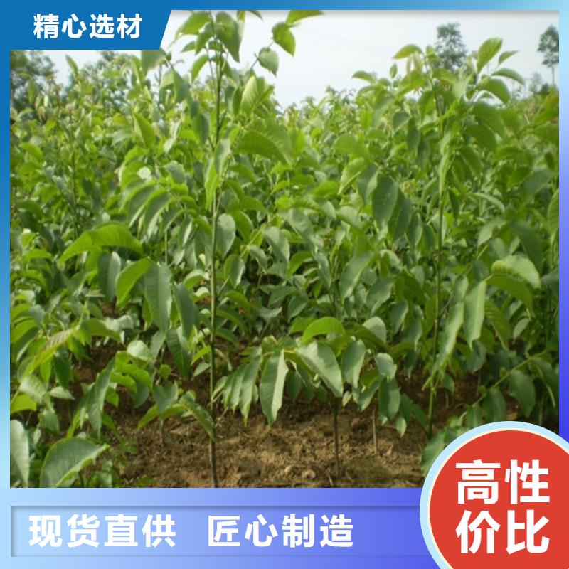 核桃苗樱桃苗用心细节