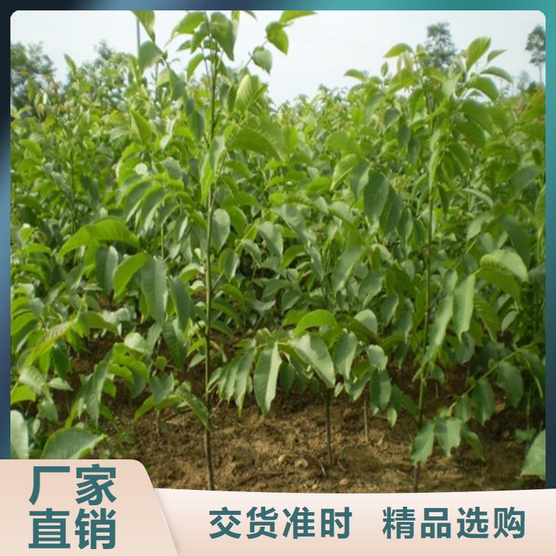 核桃苗-桃树苗基地供您所需
