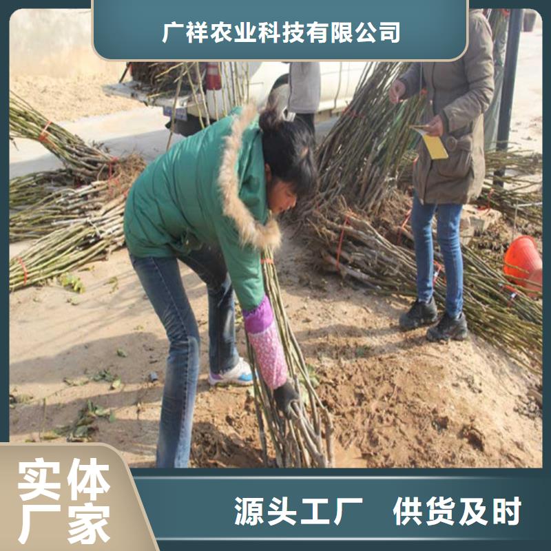核桃苗果树苗厂家直销规格多样