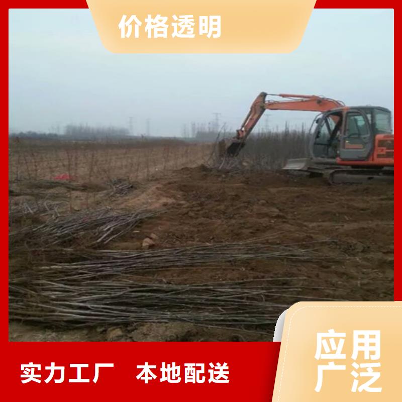 红颜草莓视频-红颜草莓|陕西省延安市|黄陵|洛川|咸阳|商洛|宝鸡|安康