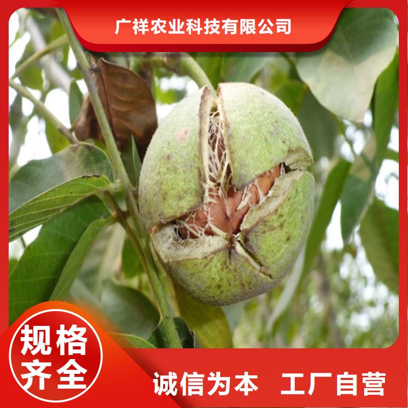 核桃苗-吉塞拉6号砧木厂家直销直供