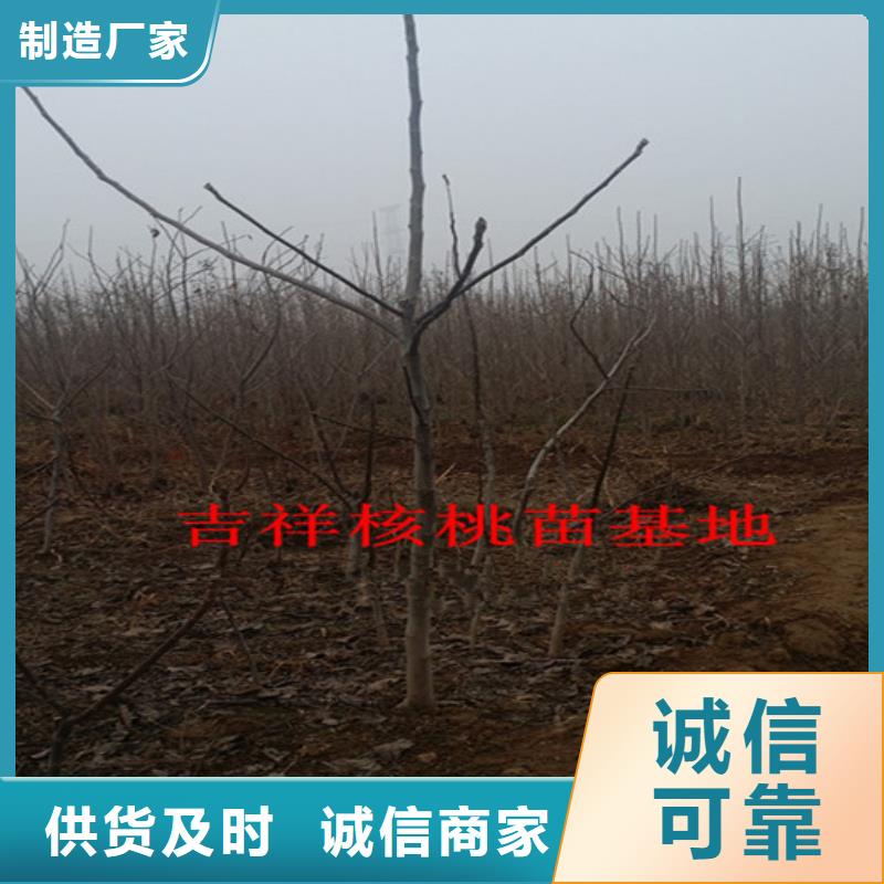 核桃苗_大棚草莓苗品质做服务