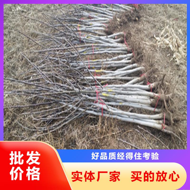 红颜草莓视频-红颜草莓|陕西省延安市|黄陵|洛川|咸阳|商洛|宝鸡|安康
