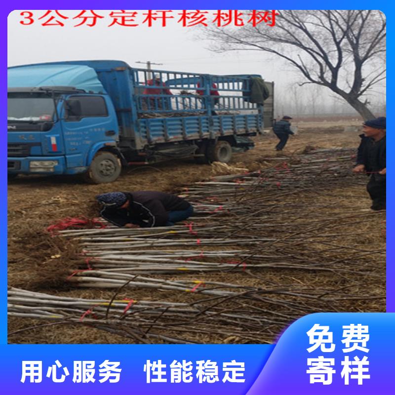 核桃苗-桃树苗基地供您所需
