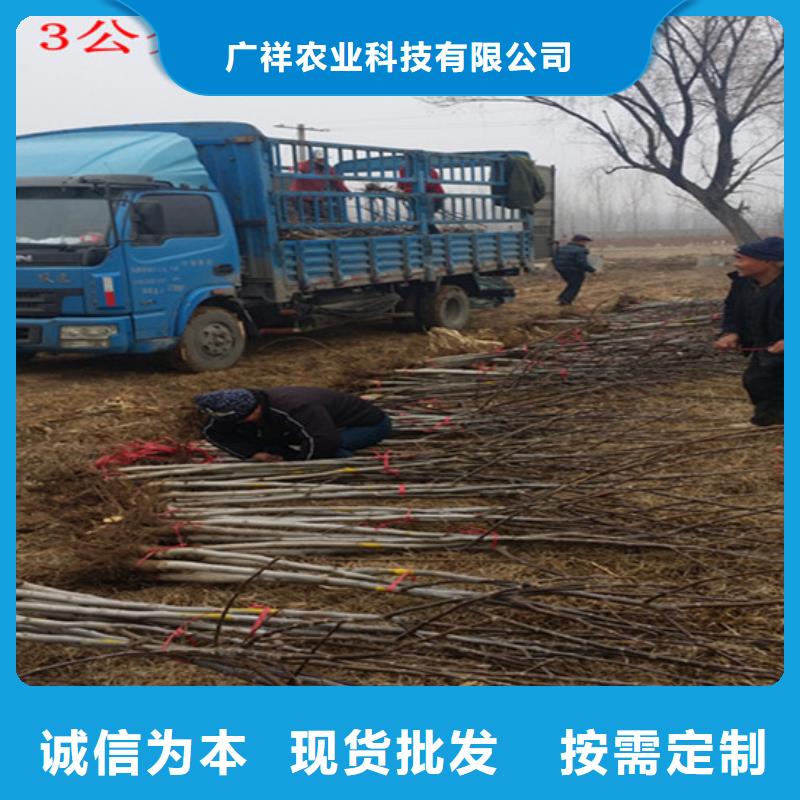 核桃苗_大棚草莓苗品质做服务