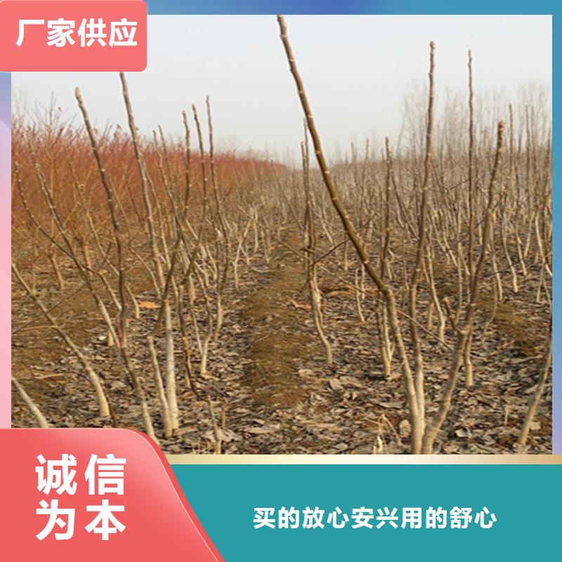 核桃苗莫妮卡西梅树苗精益求精