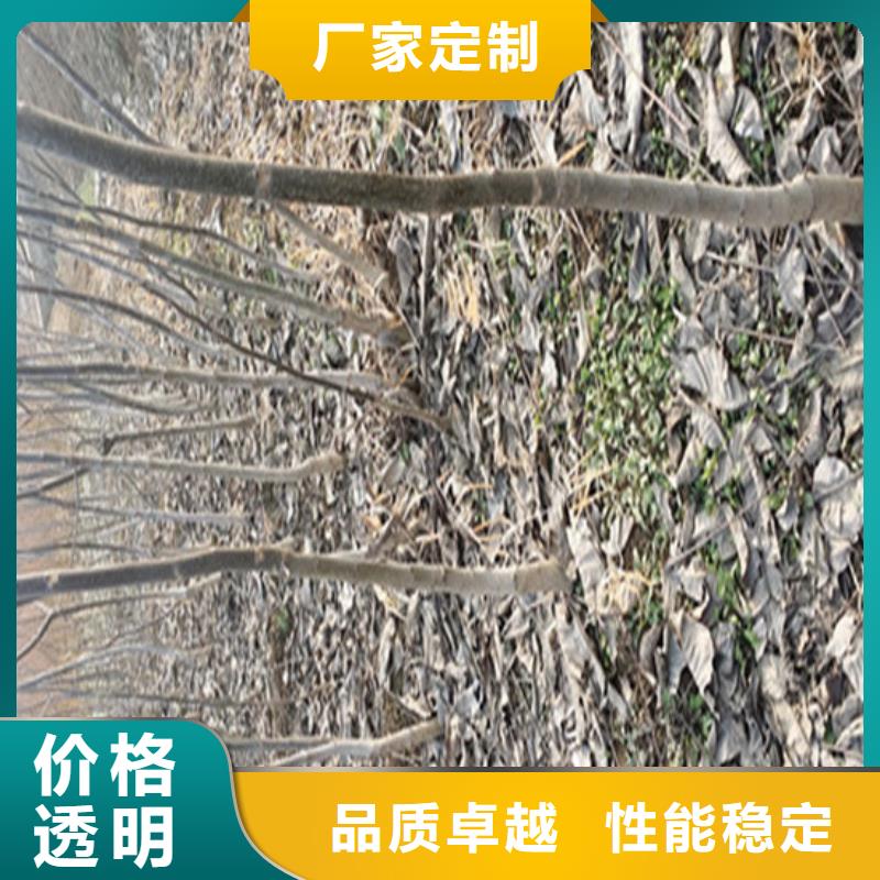 核桃苗果树苗厂家直销规格多样