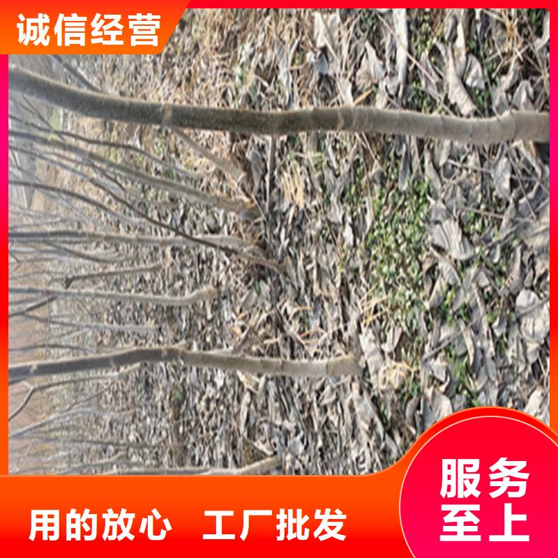 核桃苗-桃树苗基地供您所需