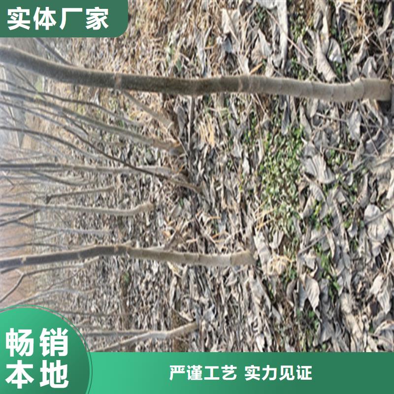 核桃苗草莓苗价格优选厂家