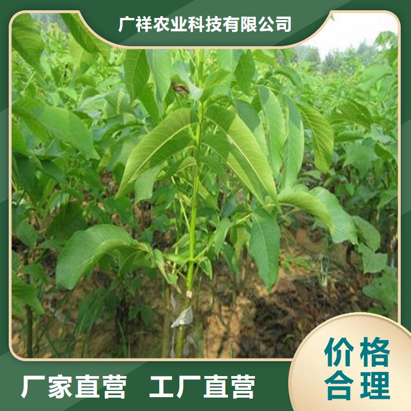 核桃苗草莓苗价格优选厂家