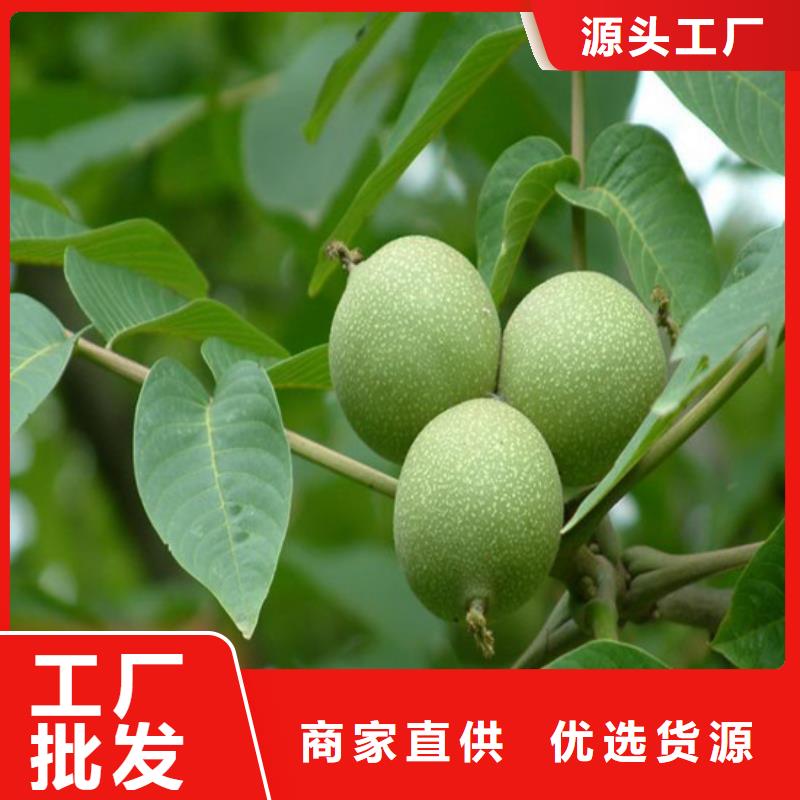核桃苗草莓苗价格优选厂家