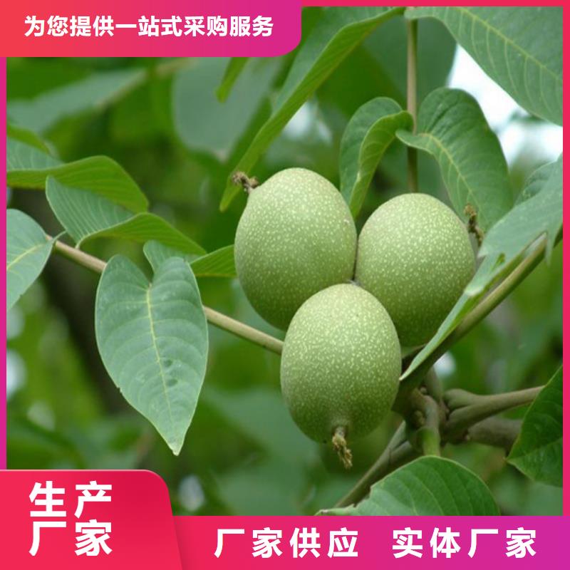 核桃苗-吉塞拉6号砧木厂家直销直供