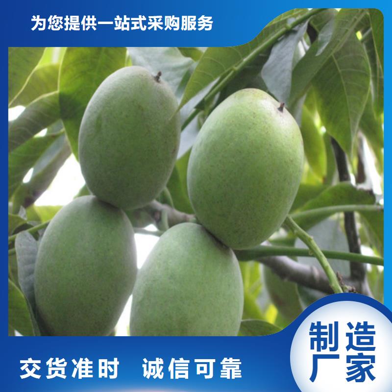 【核桃苗胭脂脆桃树苗货源直供】