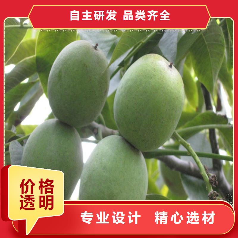 核桃苗草莓苗价格优选厂家
