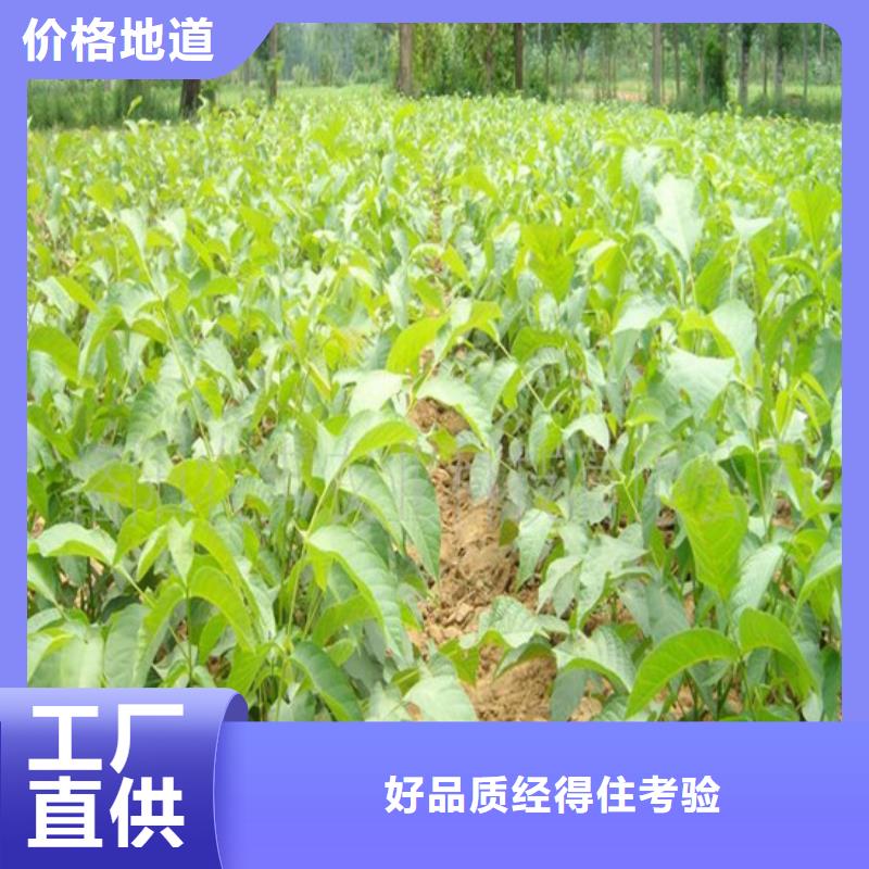 核桃苗草莓苗价格优选厂家