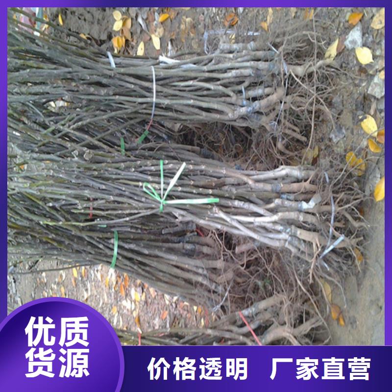 核桃苗草莓苗价格优选厂家