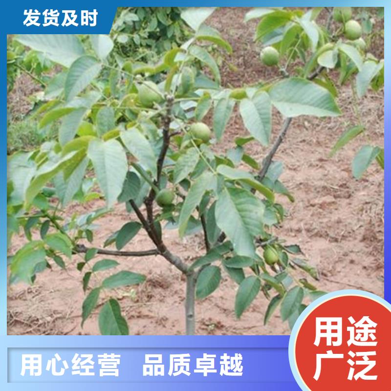 核桃苗草莓苗价格优选厂家