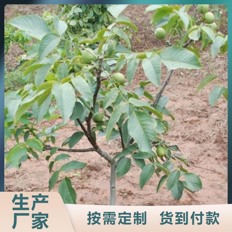 核桃苗-吉塞拉6号砧木厂家直销直供