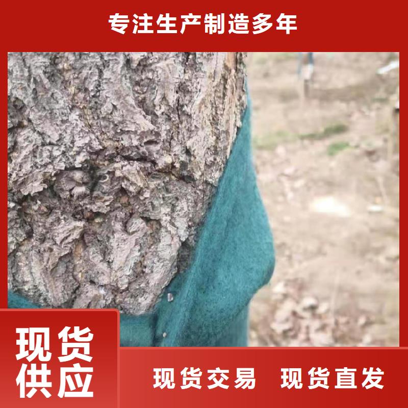防草布视频-汉滨|汉阴|宝鸡|西安|商洛|铜川|延安|榆林防草布厂家直销值得选择-鼎诺土工材料(安康市分公司)