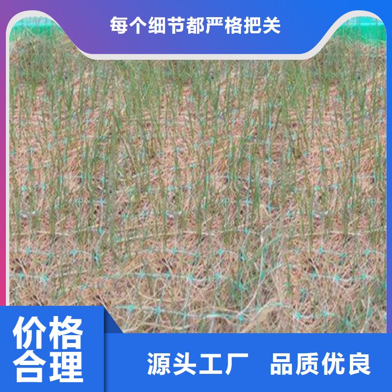 80KN玻纤格栅视频-顺城|新抚|朝阳|辽阳|盘锦|本溪|沈阳|阜新80KN玻纤格栅厂家直销供货稳定-中齐建材(抚顺市分公司)