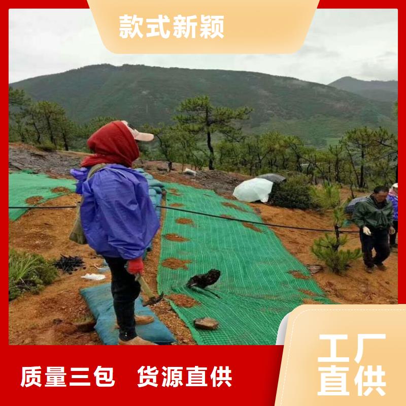 80KN玻纤格栅视频-顺城|新抚|朝阳|辽阳|盘锦|本溪|沈阳|阜新80KN玻纤格栅厂家直销供货稳定-中齐建材(抚顺市分公司)