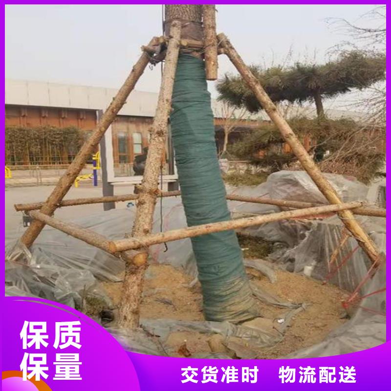 裹树布_膨润土防水毯产地采购