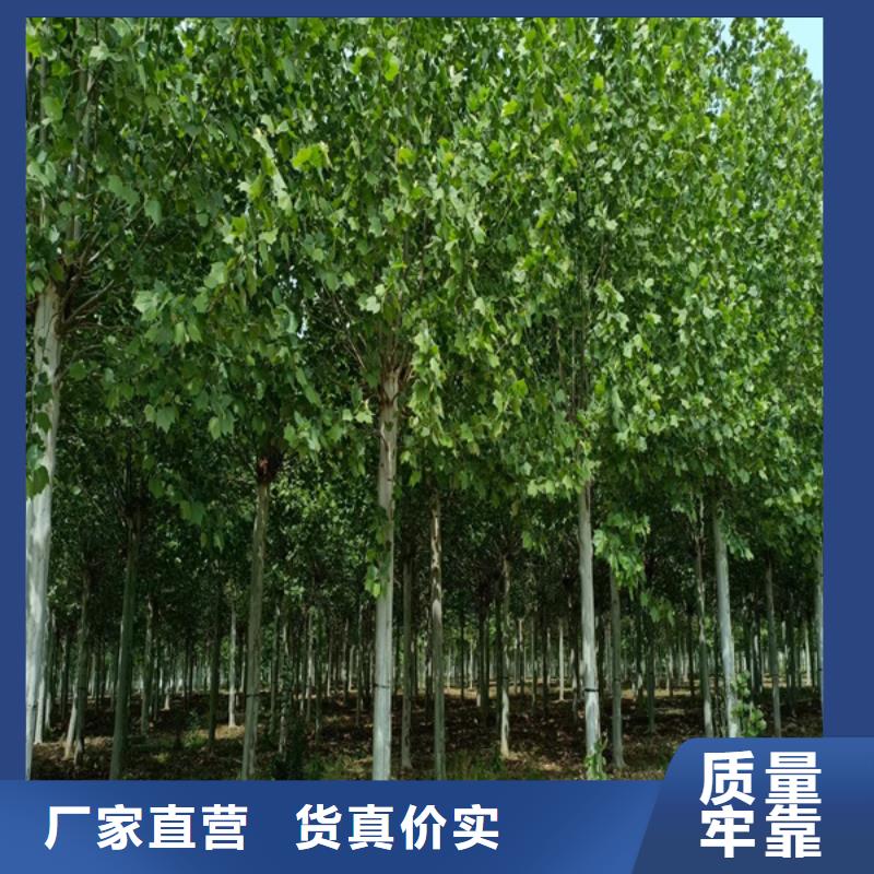  法桐选择我们没错