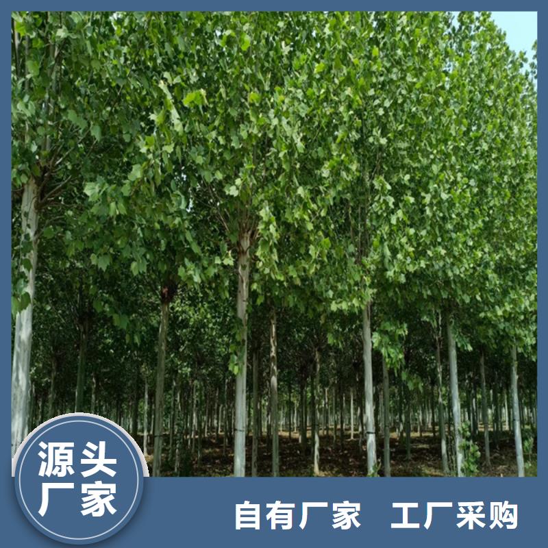 五角枫视频-五角枫-翌昊苗木种植基地(鄂州市分公司)服务区域梁子湖|鄂城|武汉|襄阳|孝感|宜昌|黄冈|黄石