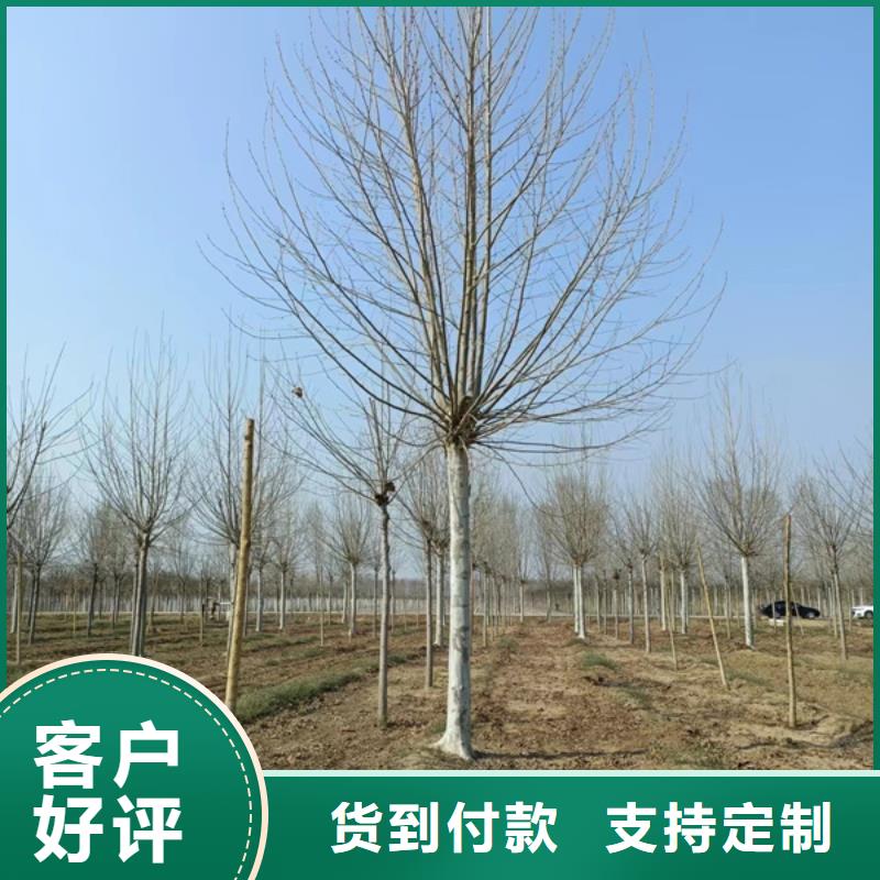 法桐白蜡送货上门