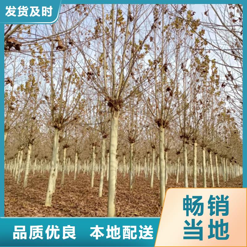 法桐国槐厂家实力雄厚