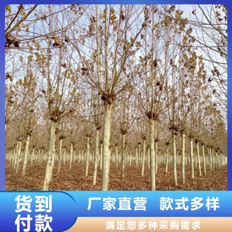 法桐-美国红枫工艺精细质保长久