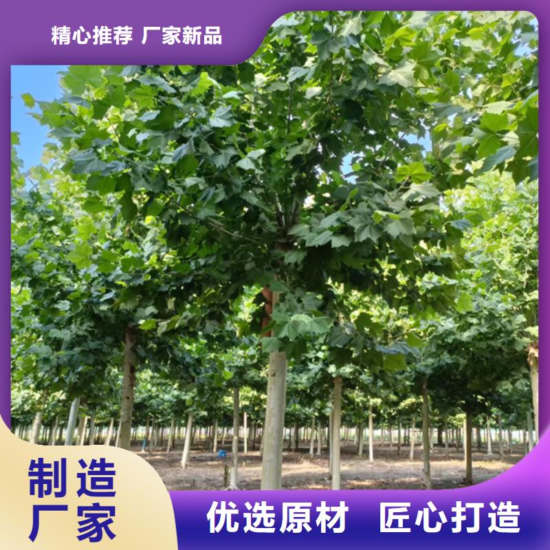 五角枫视频-五角枫-翌昊苗木种植基地(鄂州市分公司)服务区域梁子湖|鄂城|武汉|襄阳|孝感|宜昌|黄冈|黄石
