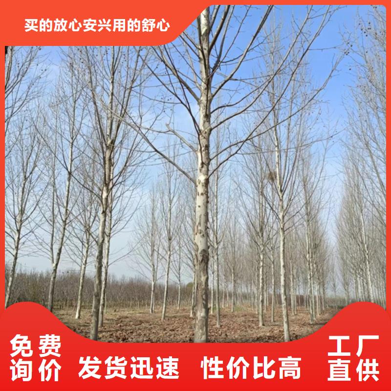 法桐五角枫质量层层把关