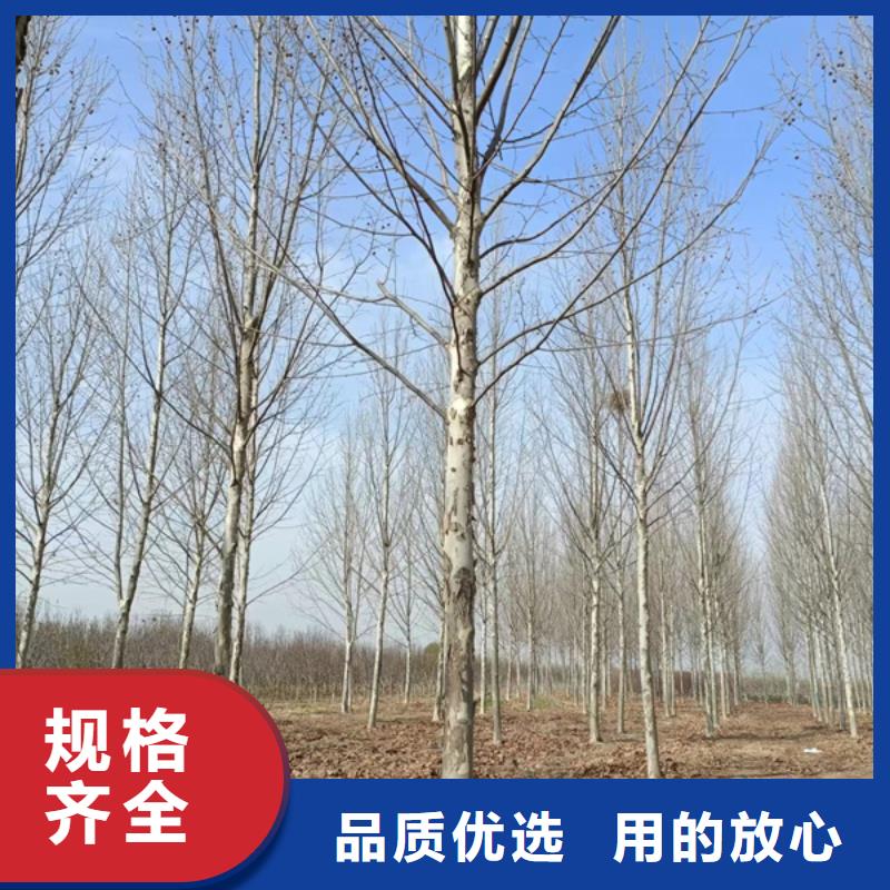 法桐 原生冠法桐闪电发货