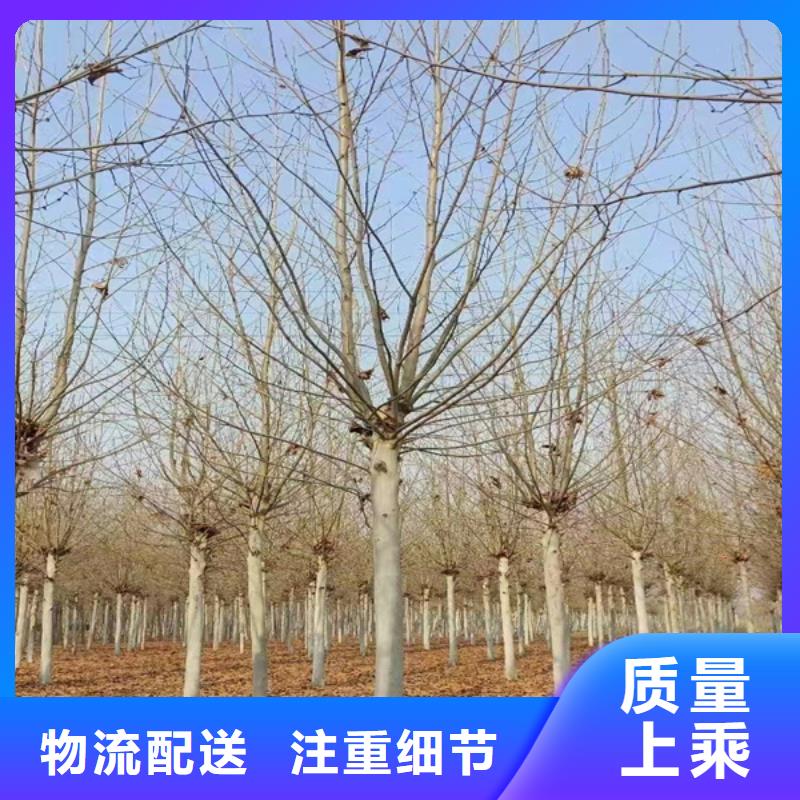五角枫视频-五角枫-翌昊苗木种植基地(鄂州市分公司)服务区域梁子湖|鄂城|武汉|襄阳|孝感|宜昌|黄冈|黄石