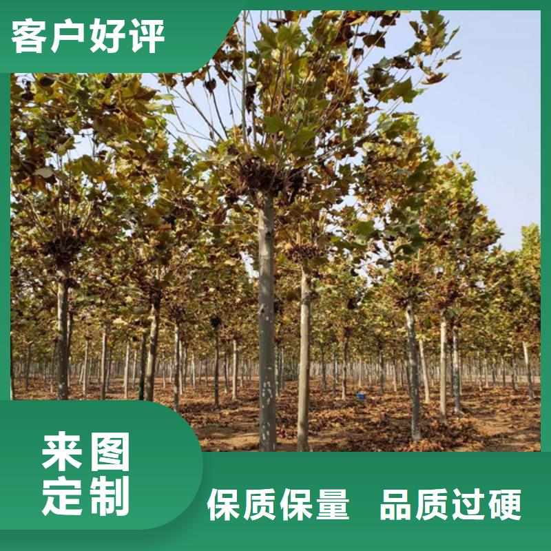 法桐黄金槐源头采购