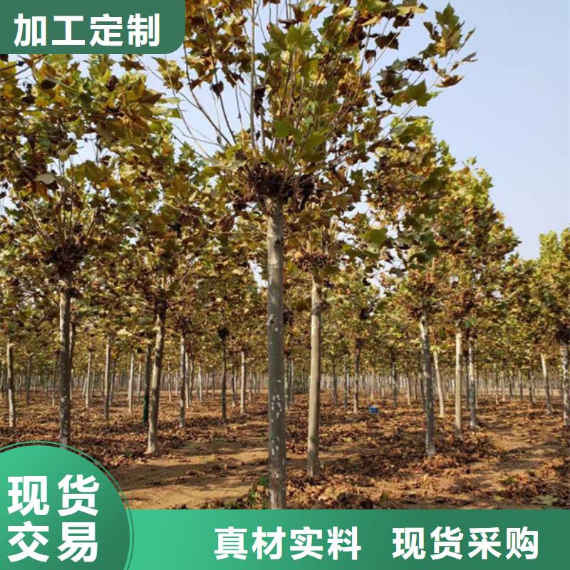 法桐_原生冠法桐货源报价
