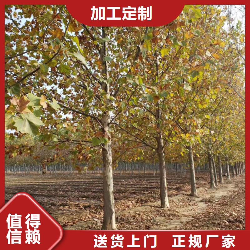法桐五角枫一手价格