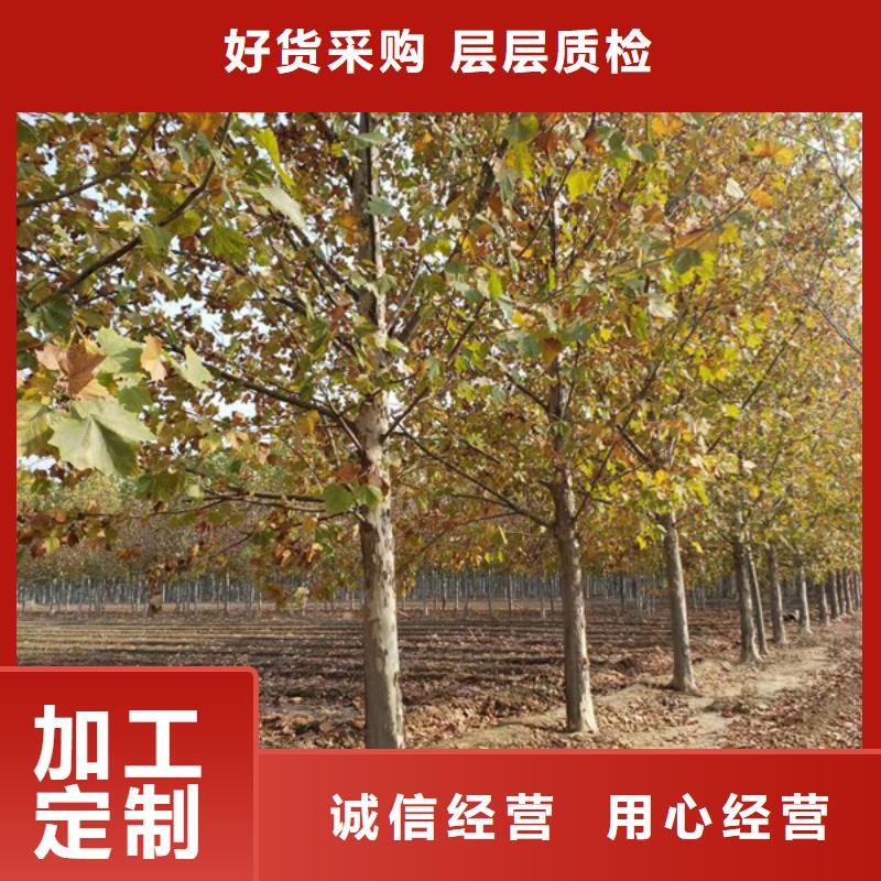 法桐,秋紫白蜡当地厂家值得信赖