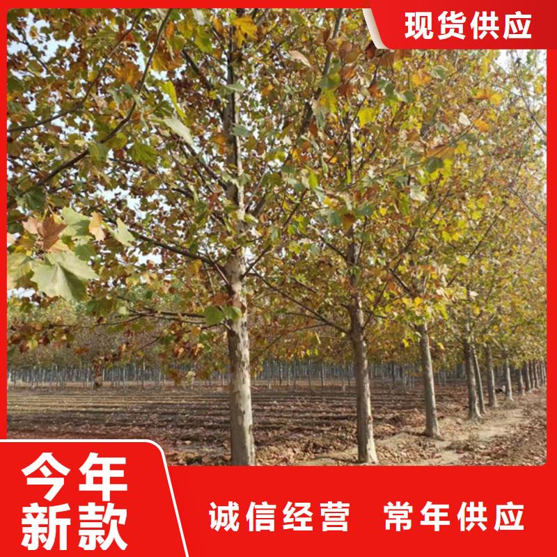 法桐截杆发帽我们更专业