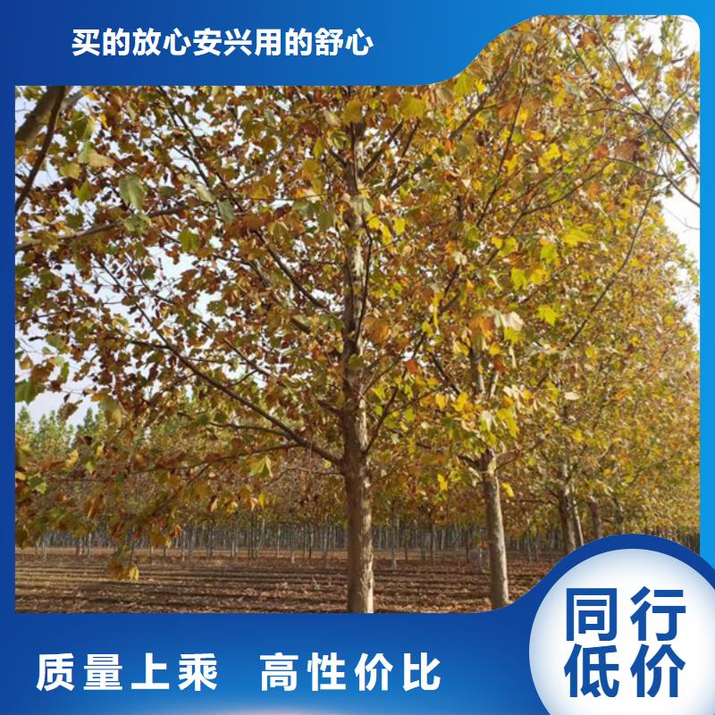 法桐美国红枫质量不佳尽管来找我