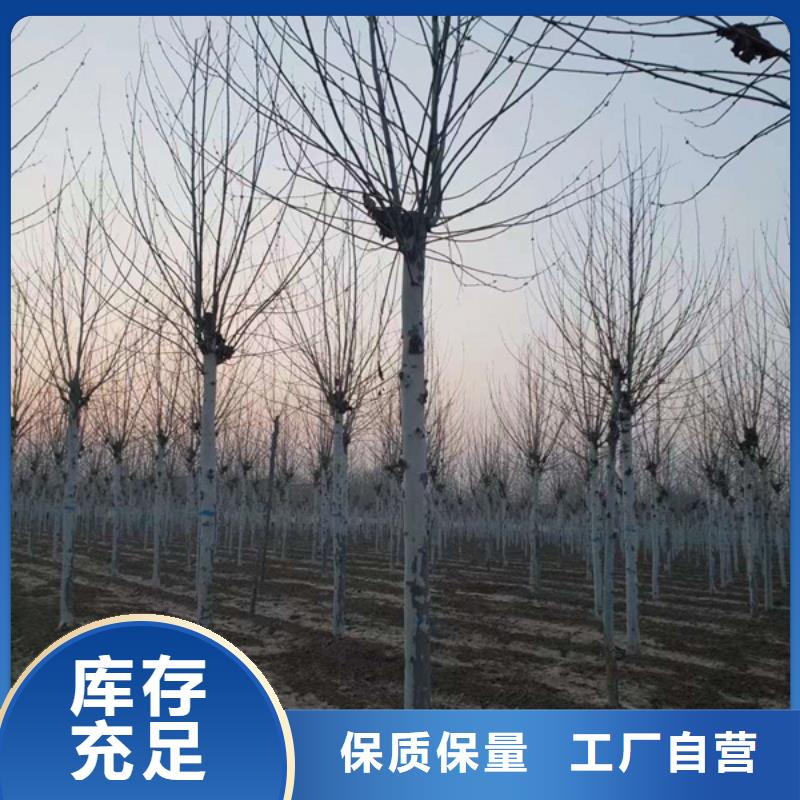 法桐厂家拥有先进的设备