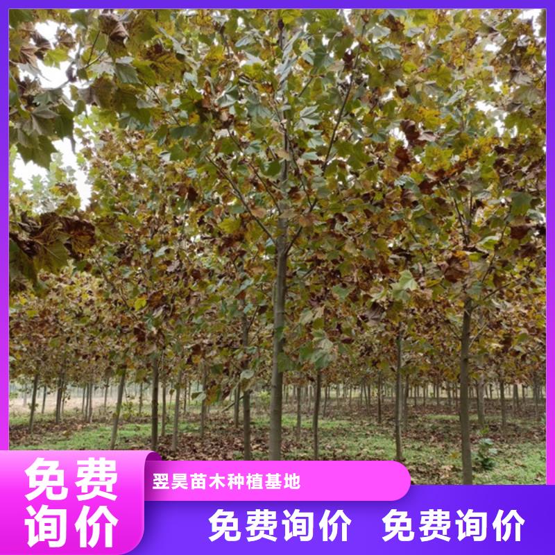 法桐截杆发帽本地配送