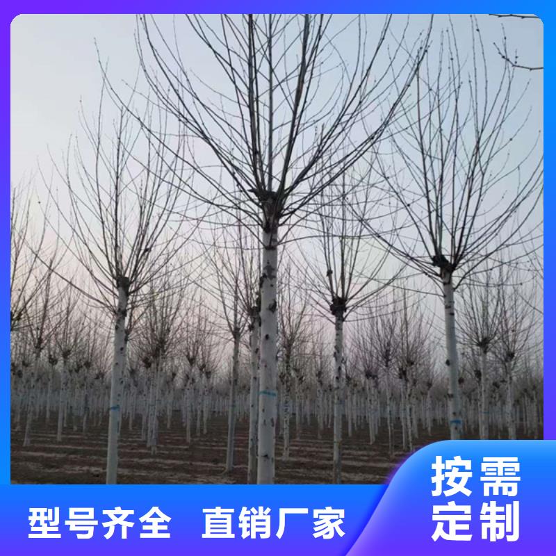  法桐生产厂家